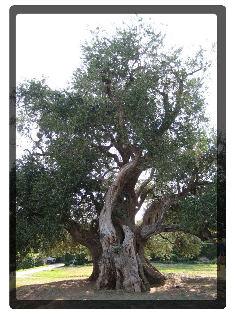 vecchio albero di oliva
