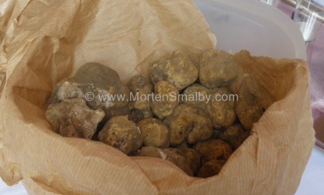 Tartufo istriano img