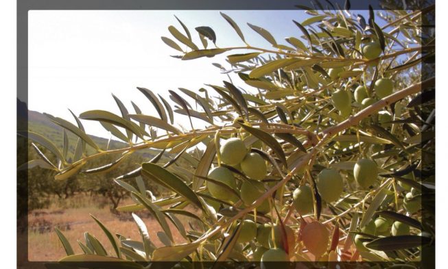 Olio di oliva della Dalmazia img